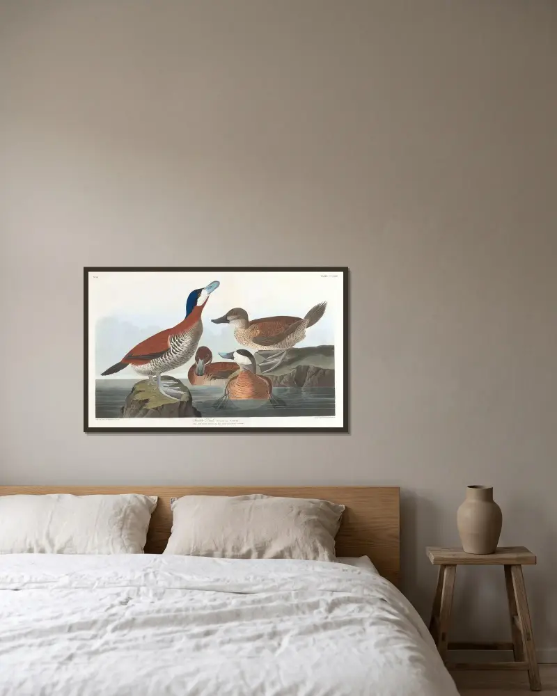 Kaczka rudogłowa, John James Audubon w ramie na ścianie