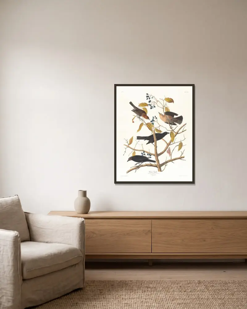 Rostiger Båtschwanz von John James Audubon gerahmt an einer Wand