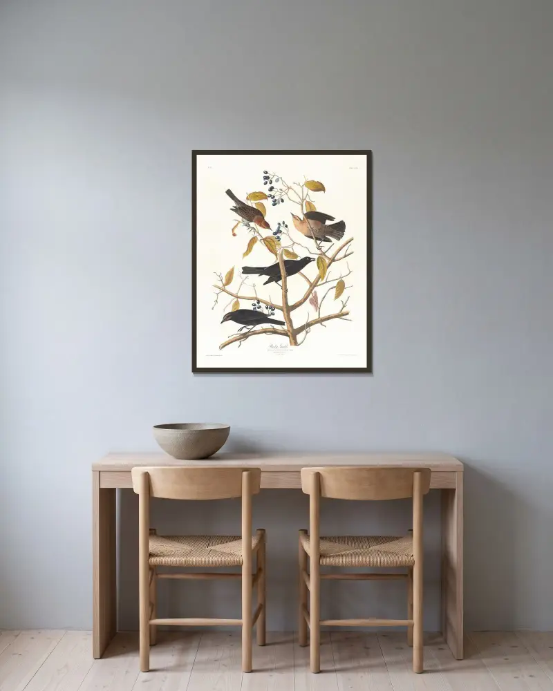 Rostiger Båtschwanz von John James Audubon gerahmt an einer Wand
