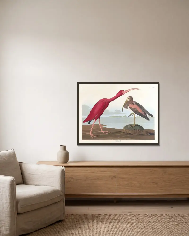 Scarlet ibis av John James Audubon inramad på en vägg