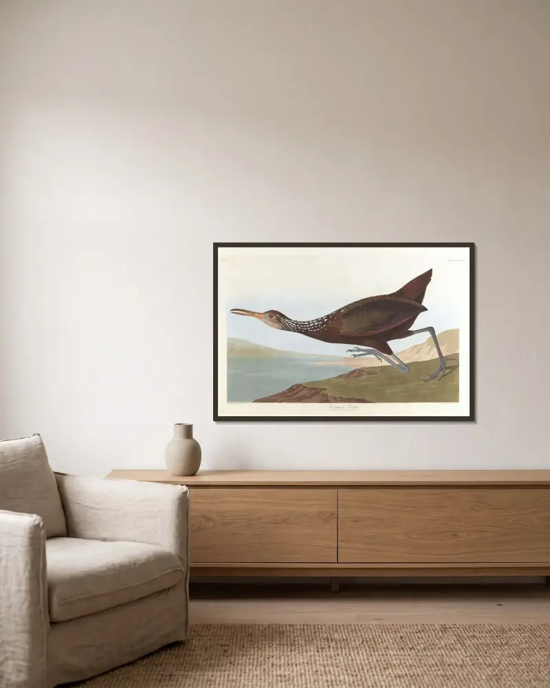 Scolpaceus courlan von John James Audubon gerahmt an einer Wand