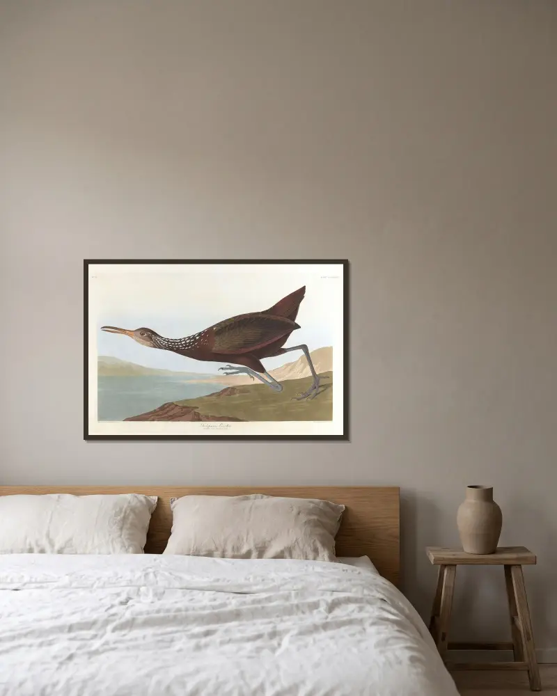 Scolpaceus courlan von John James Audubon gerahmt an einer Wand