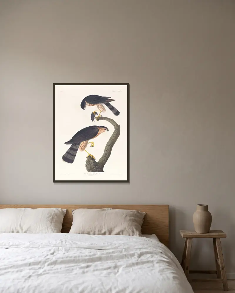 Jastrząb ostrogrzbiety, John James Audubon w ramie na ścianie