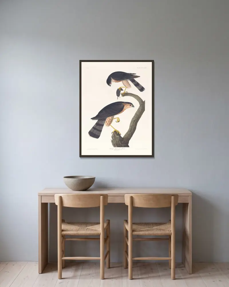 Jastrząb ostrogrzbiety, John James Audubon w ramie na ścianie