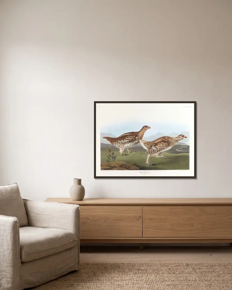 Sharp-tailed grous av John James Audubon inramad på en vägg