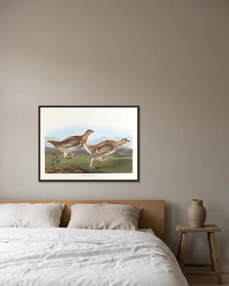 Sharp-tailed grous av John James Audubon inramad på en vägg