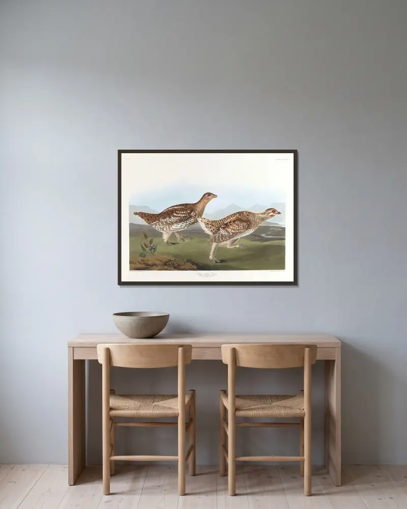 Sharp-tailed grous av John James Audubon inramad på en vägg