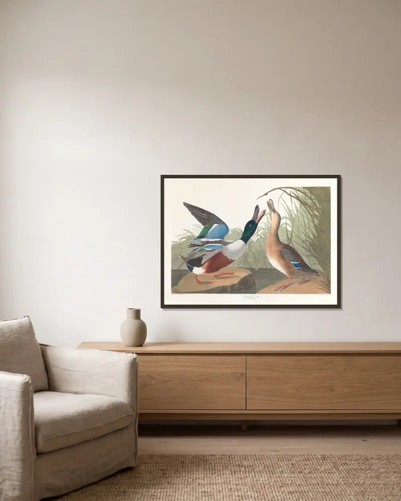 Shoveller duck av John James Audubon inramad på en vägg