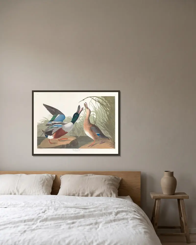 Shoveller duck av John James Audubon inramad på en vägg