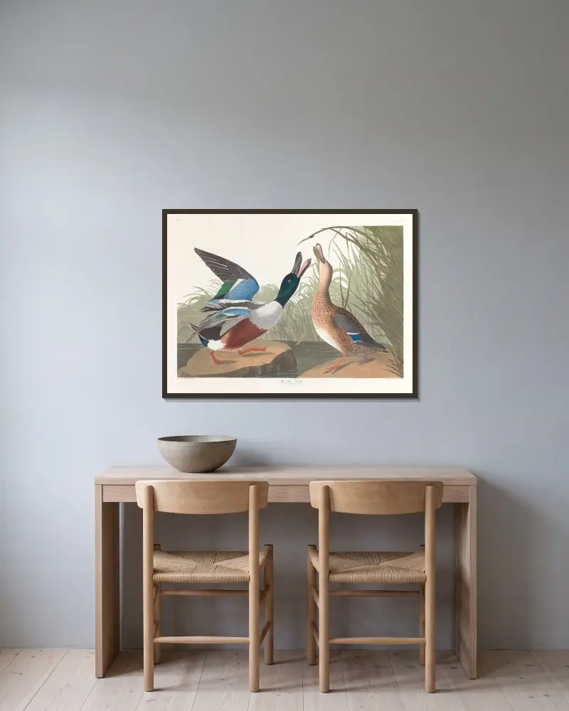 Shoveller duck av John James Audubon inramad på en vägg
