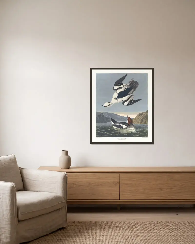 Zwergsäger oder weiße Nonne von John James Audubon gerahmt an einer Wand