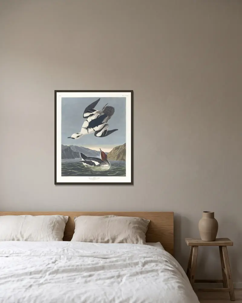 Zwergsäger oder weiße Nonne von John James Audubon gerahmt an einer Wand