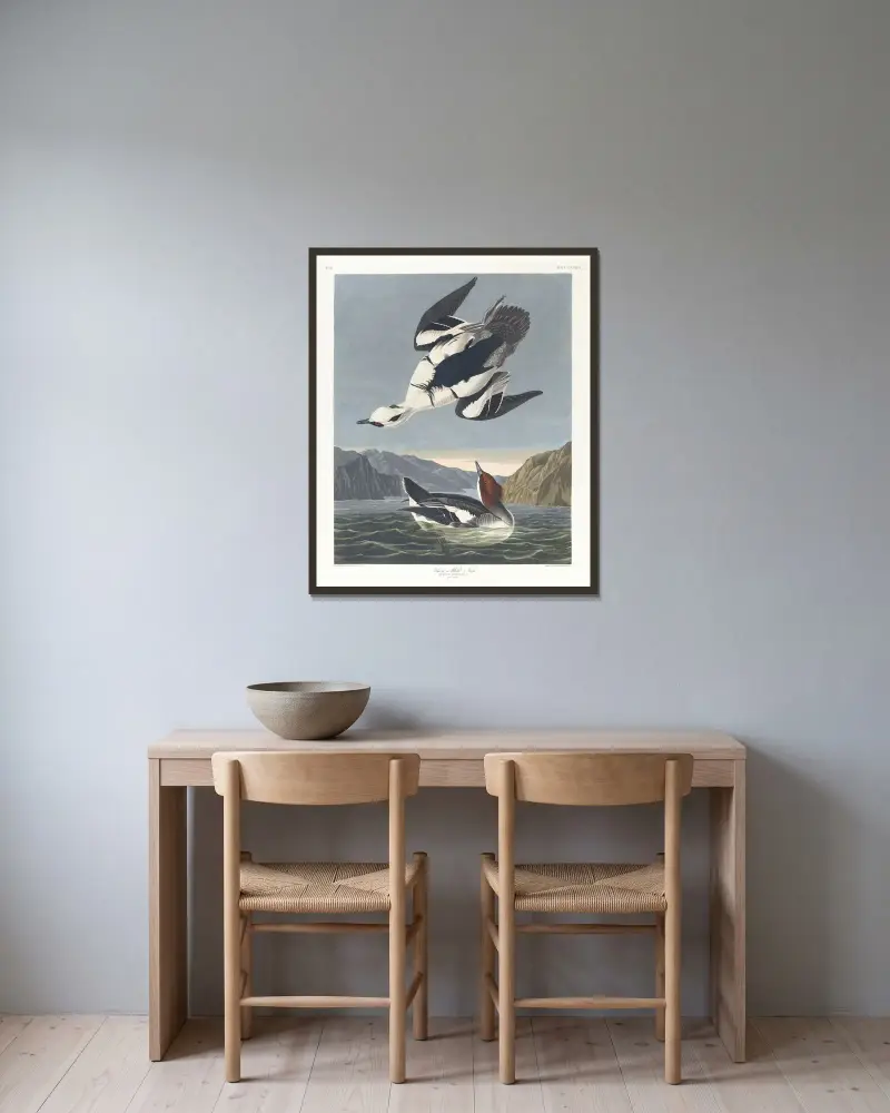 Zwergsäger oder weiße Nonne von John James Audubon gerahmt an einer Wand