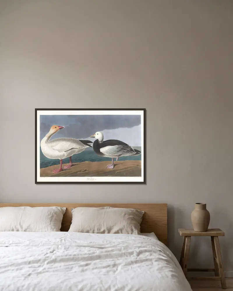 Schneegänse von John James Audubon gerahmt an einer Wand