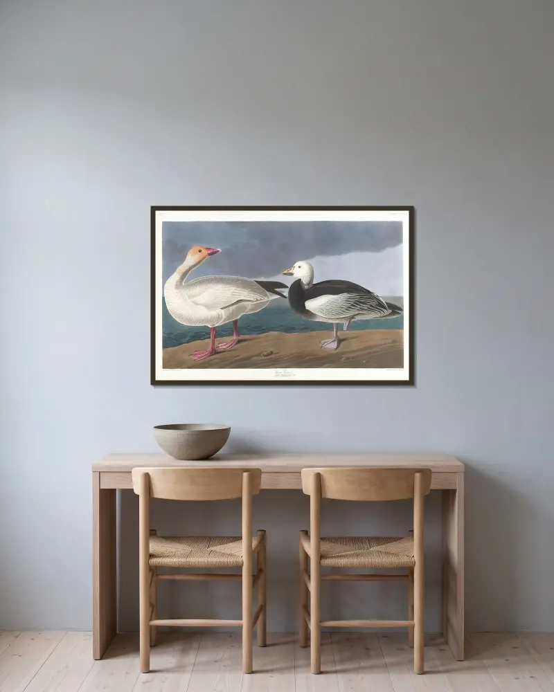 Schneegänse von John James Audubon gerahmt an einer Wand