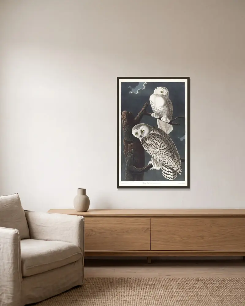 Schnee-Eule von John James Audubon gerahmt an einer Wand