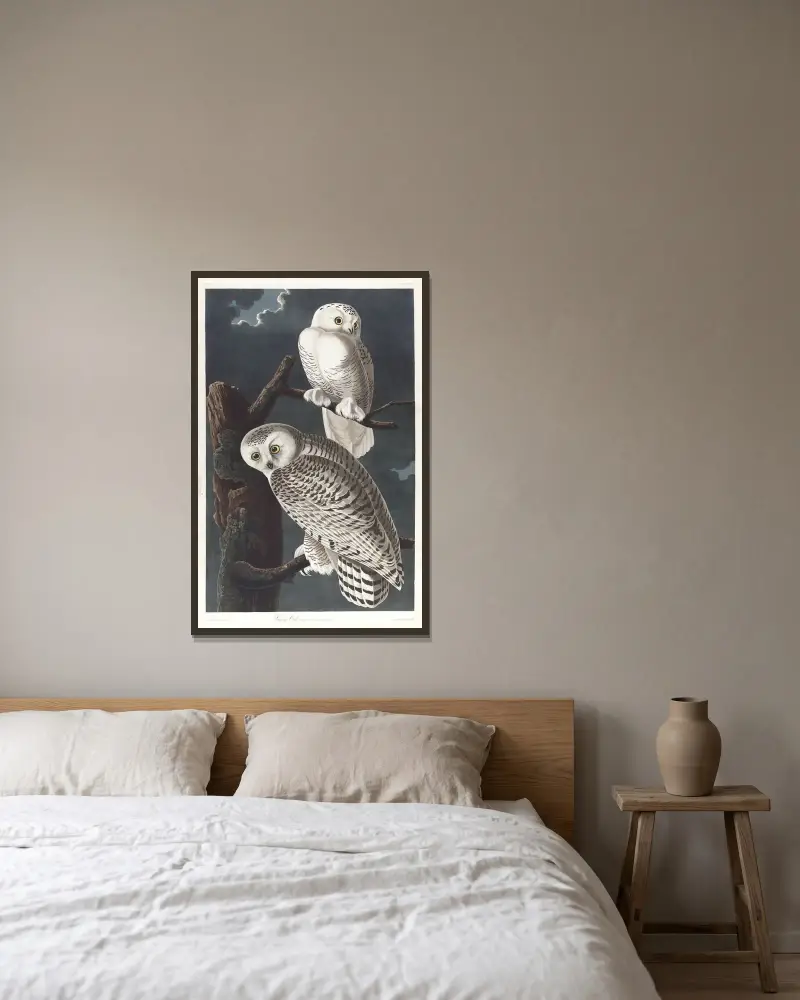 Schnee-Eule von John James Audubon gerahmt an einer Wand