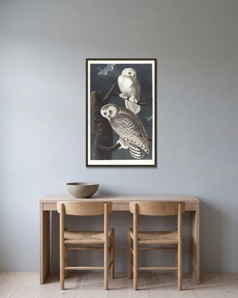 Schnee-Eule von John James Audubon gerahmt an einer Wand