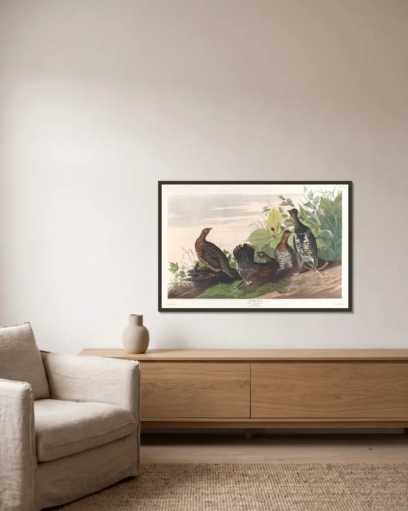 Straková tetřev, John James Audubon v rámu na stěně