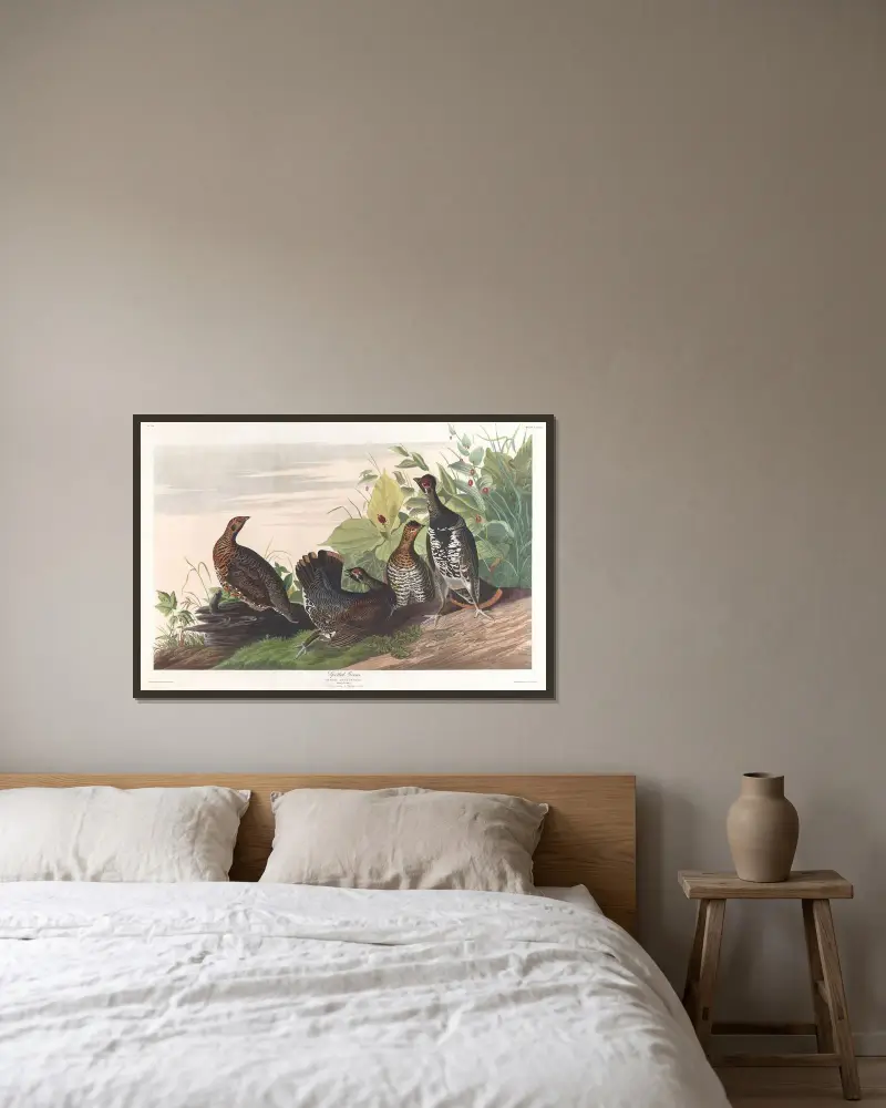 Straková tetřev, John James Audubon v rámu na stěně