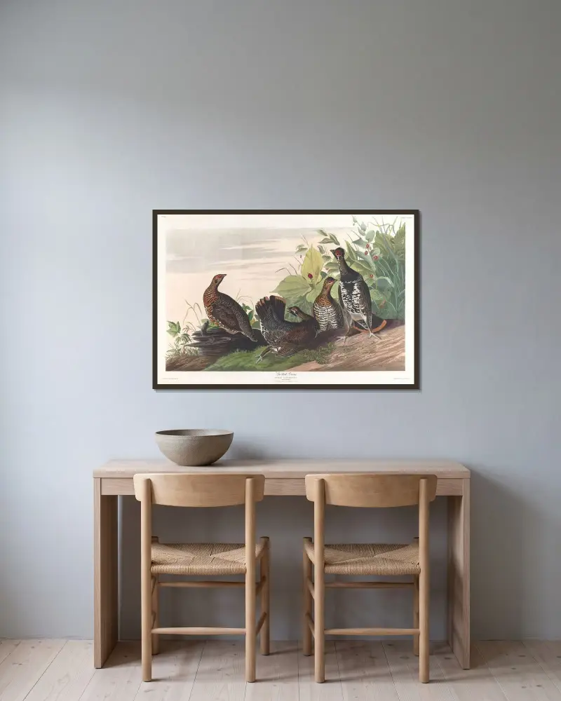Straková tetřev, John James Audubon v rámu na stěně