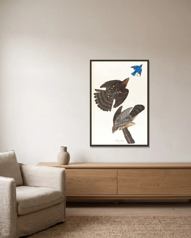 Jastrząb Stanleya, John James Audubon w ramie na ścianie