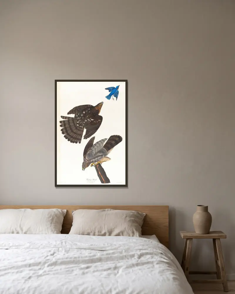Jastrząb Stanleya, John James Audubon w ramie na ścianie