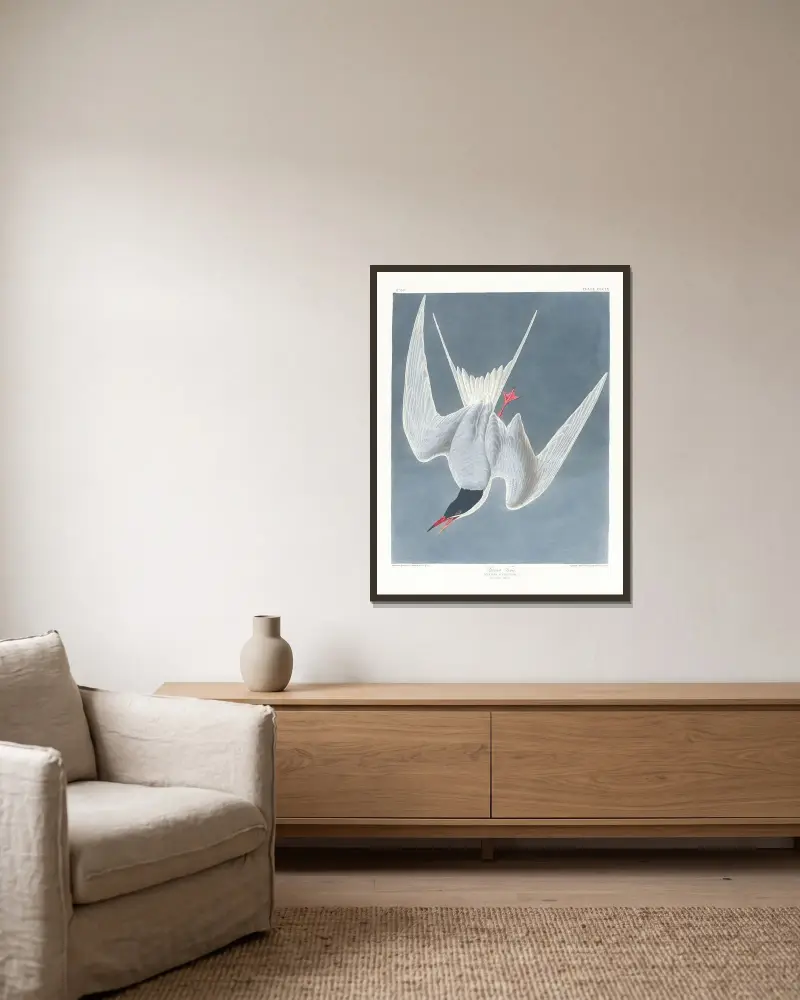 Sterna hirundo von John James Audubon gerahmt an einer Wand