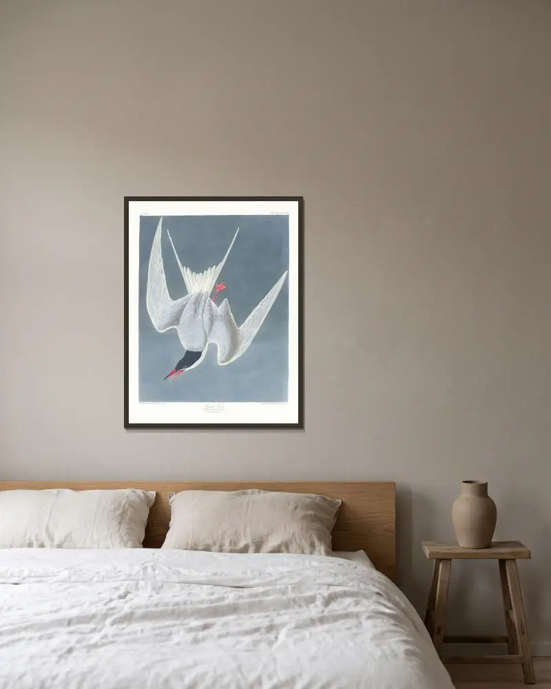 Sterna hirundo von John James Audubon gerahmt an einer Wand
