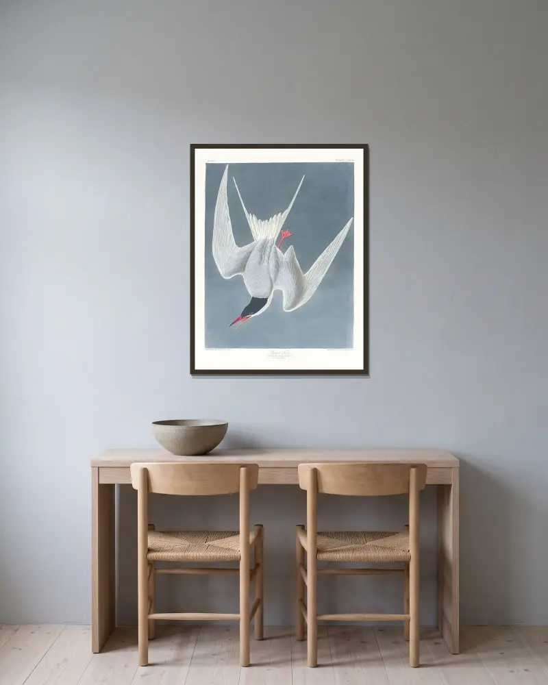 Sterna hirundo von John James Audubon gerahmt an einer Wand