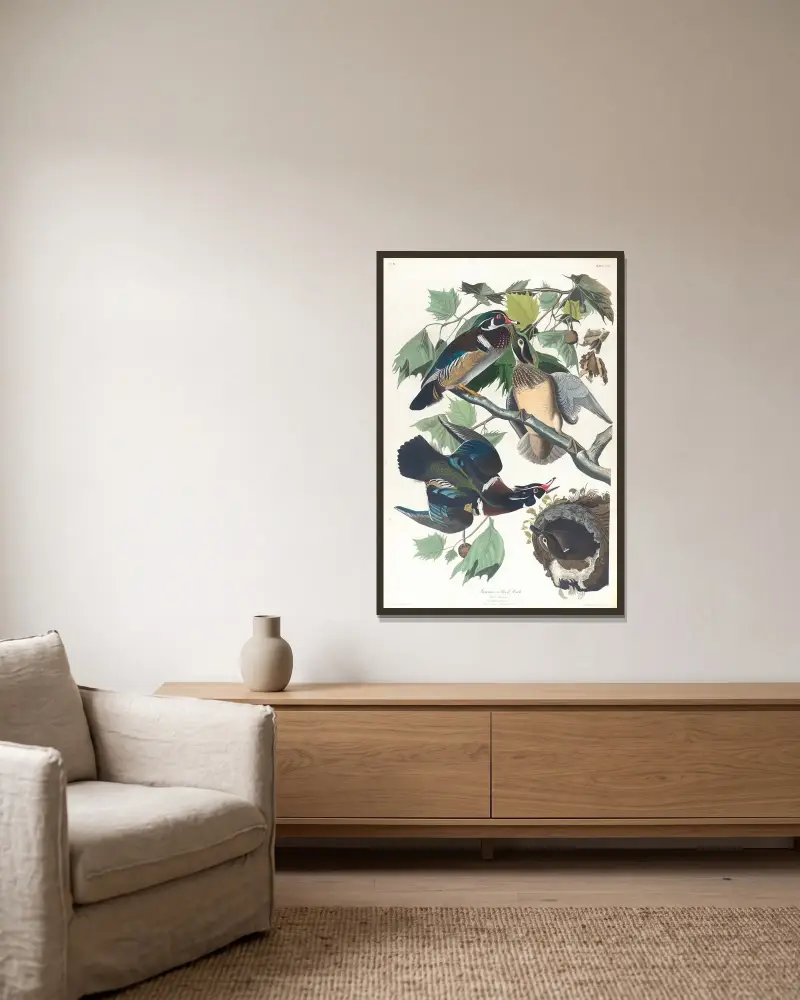 Sommer- oder Brautente, 1827 – Nr. 1 von John James Audubon gerahmt an einer Wand