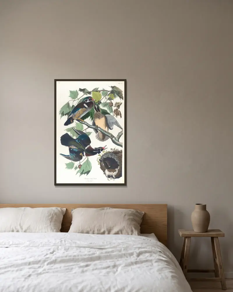 Sommer- oder Brautente, 1827 – Nr. 1 von John James Audubon gerahmt an einer Wand