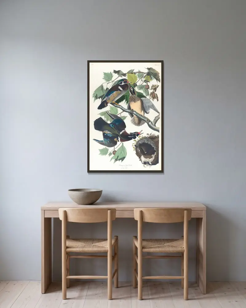 Sommer- oder Brautente, 1827 – Nr. 1 von John James Audubon gerahmt an einer Wand