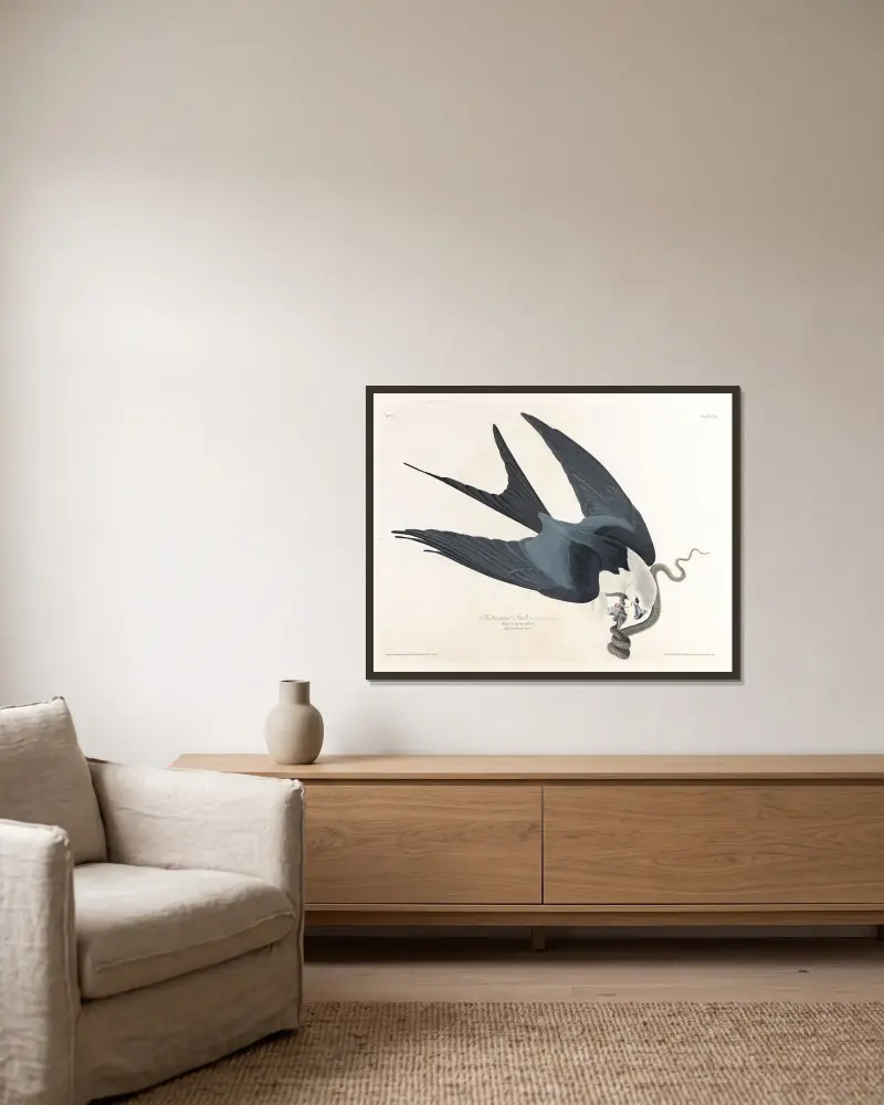 Swallow-tailed hawk av John James Audubon inramad på en vägg