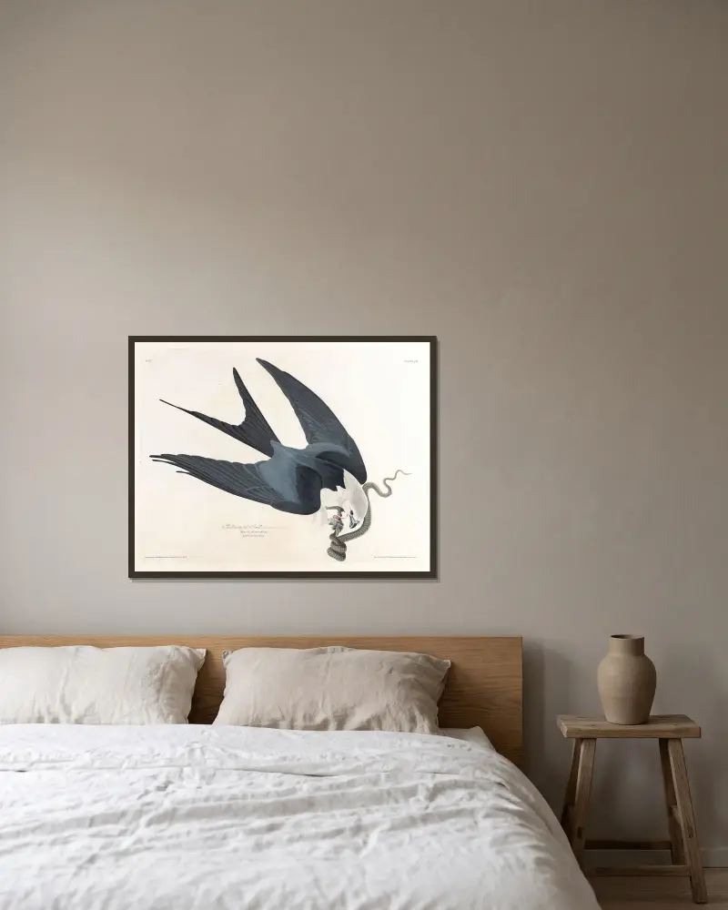 Swallow-tailed hawk av John James Audubon inramad på en vägg