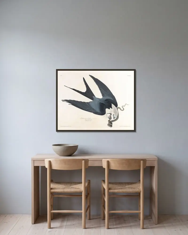 Swallow-tailed hawk av John James Audubon inramad på en vägg