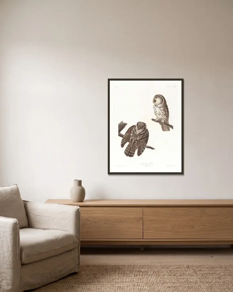 Tengmalm’s owl av John James Audubon inramad på en vägg