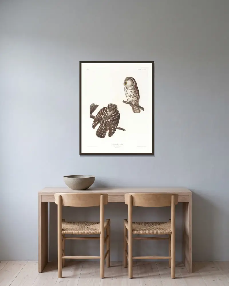 Tengmalm’s owl av John James Audubon inramad på en vägg