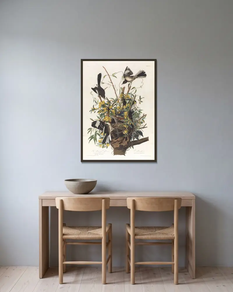 Der Spottvogel von John James Audubon gerahmt an einer Wand