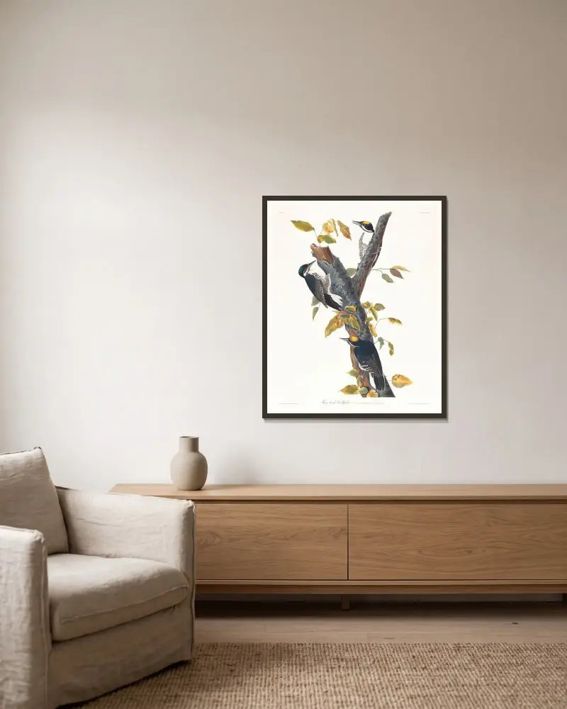 Dzięcioł trójpalczasty, John James Audubon w ramie na ścianie