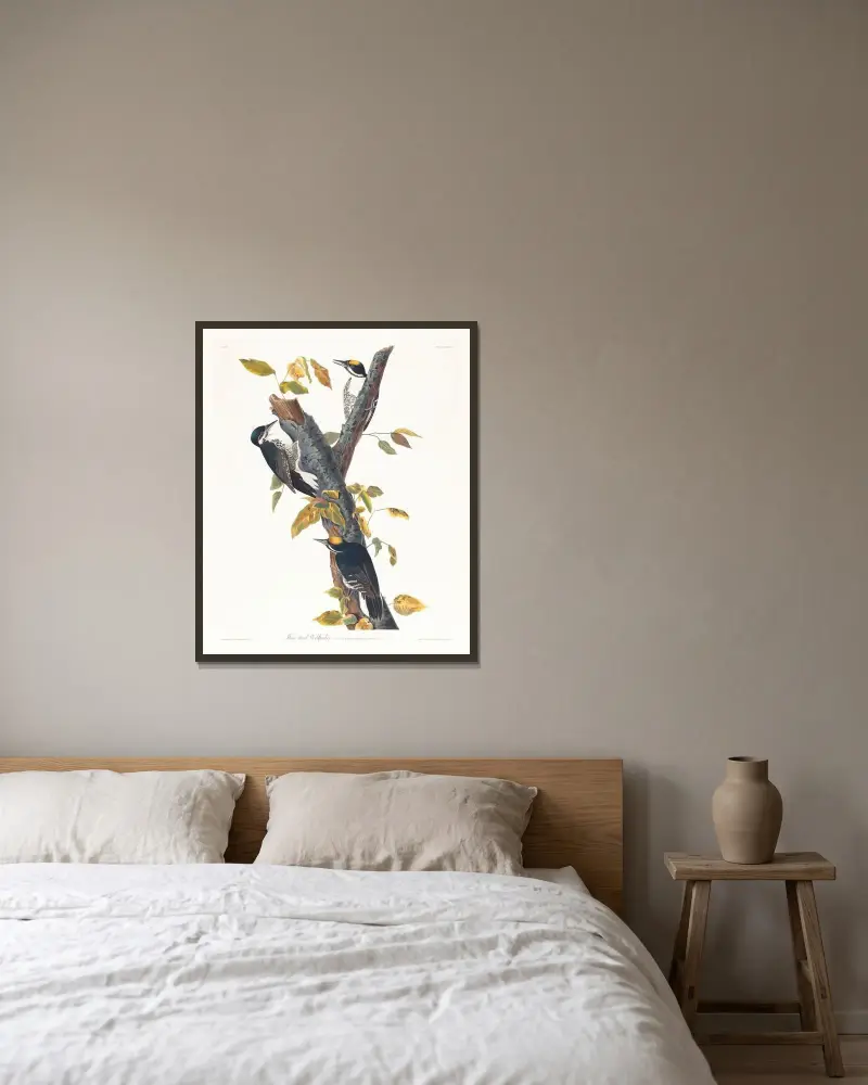 Dzięcioł trójpalczasty, John James Audubon w ramie na ścianie