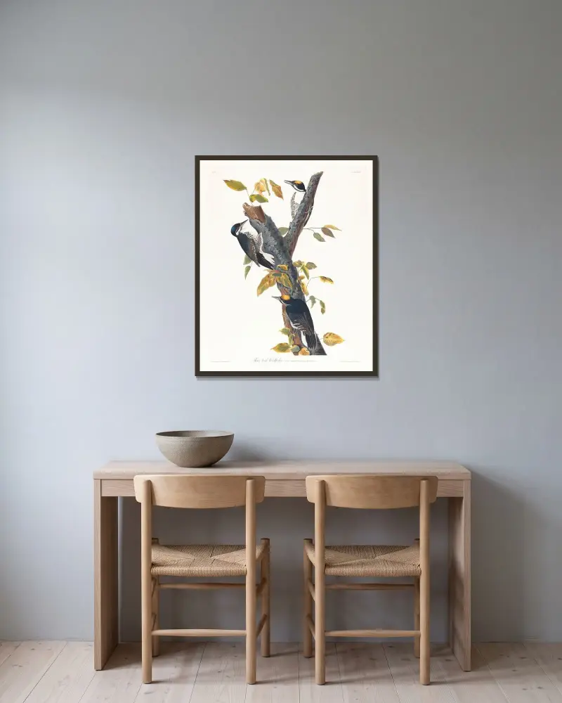 Dzięcioł trójpalczasty, John James Audubon w ramie na ścianie