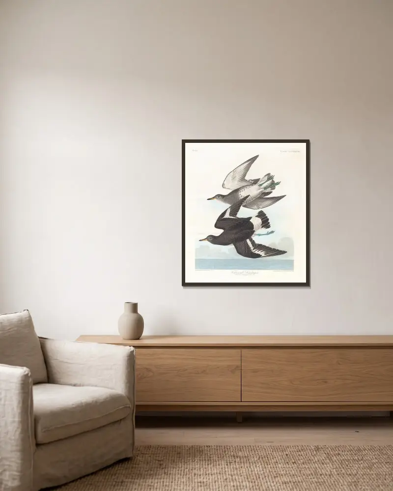 Biegus Townsenda, John James Audubon w ramie na ścianie