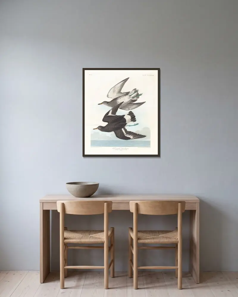 Biegus Townsenda, John James Audubon w ramie na ścianie