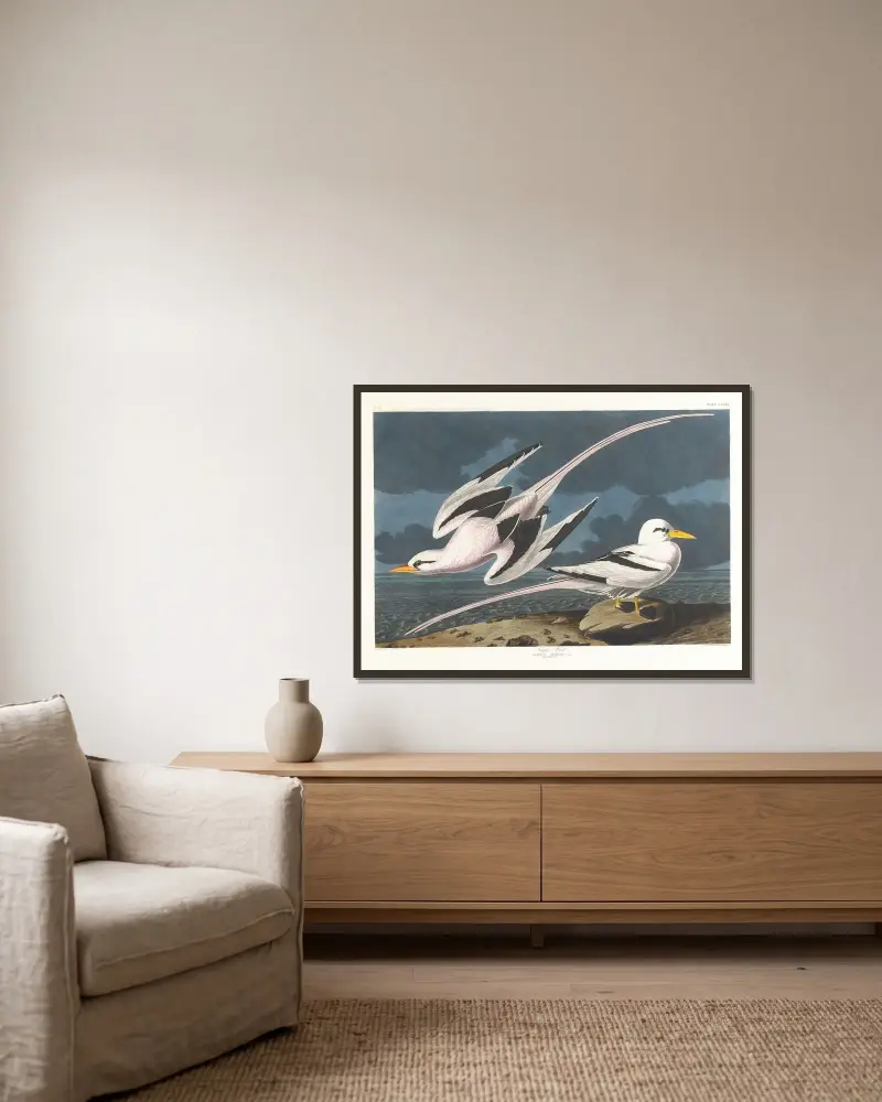 Tropic bird, John James Audubon w ramie na ścianie