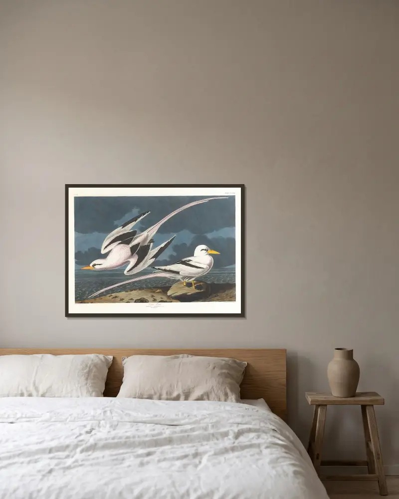 Tropic bird, John James Audubon w ramie na ścianie