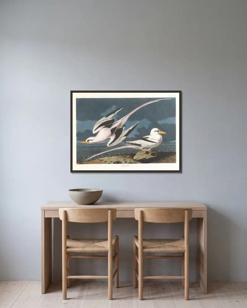 Tropic bird, John James Audubon w ramie na ścianie