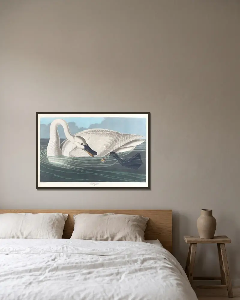 Trompeterschwan von John James Audubon gerahmt an einer Wand