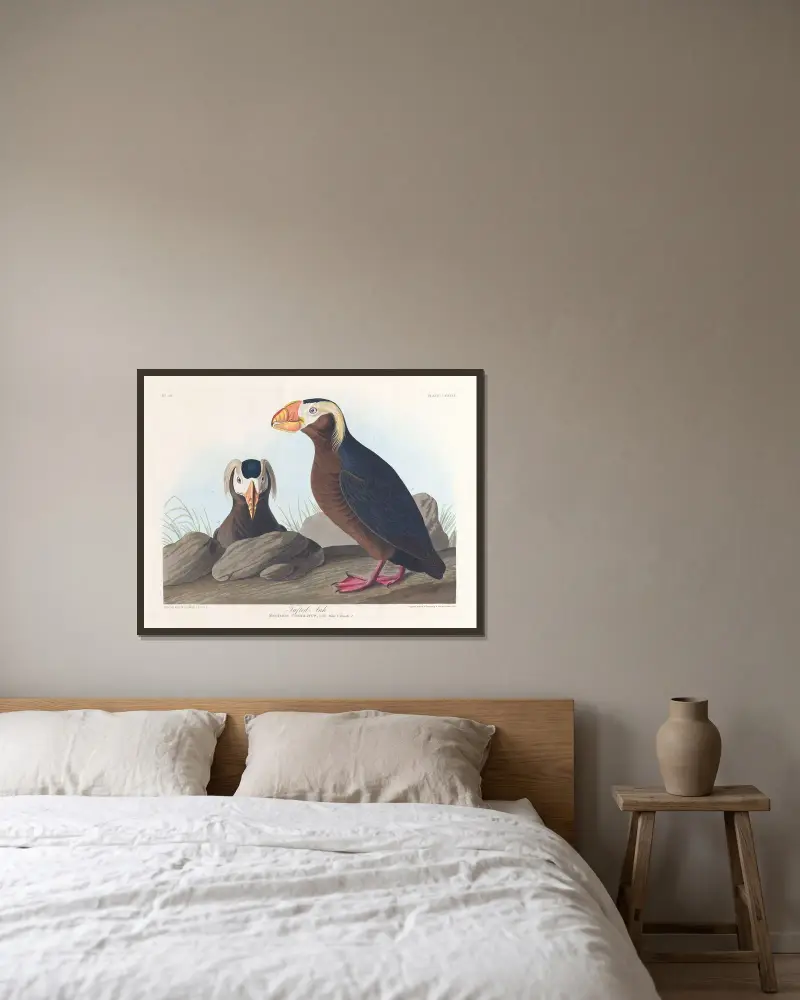 Tordalk von John James Audubon gerahmt an einer Wand