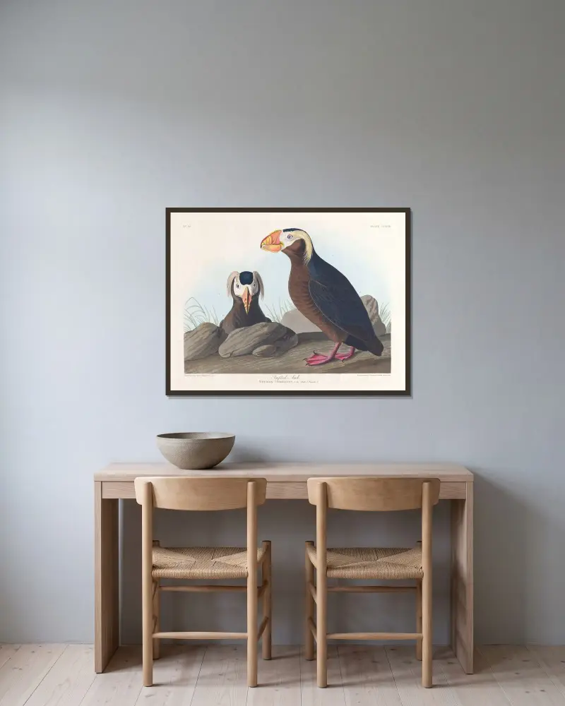 Tordalk von John James Audubon gerahmt an einer Wand